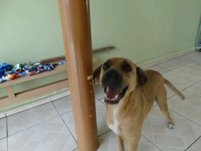 Cachorro ra a SRD idade 2 anos nome Lorenzo
