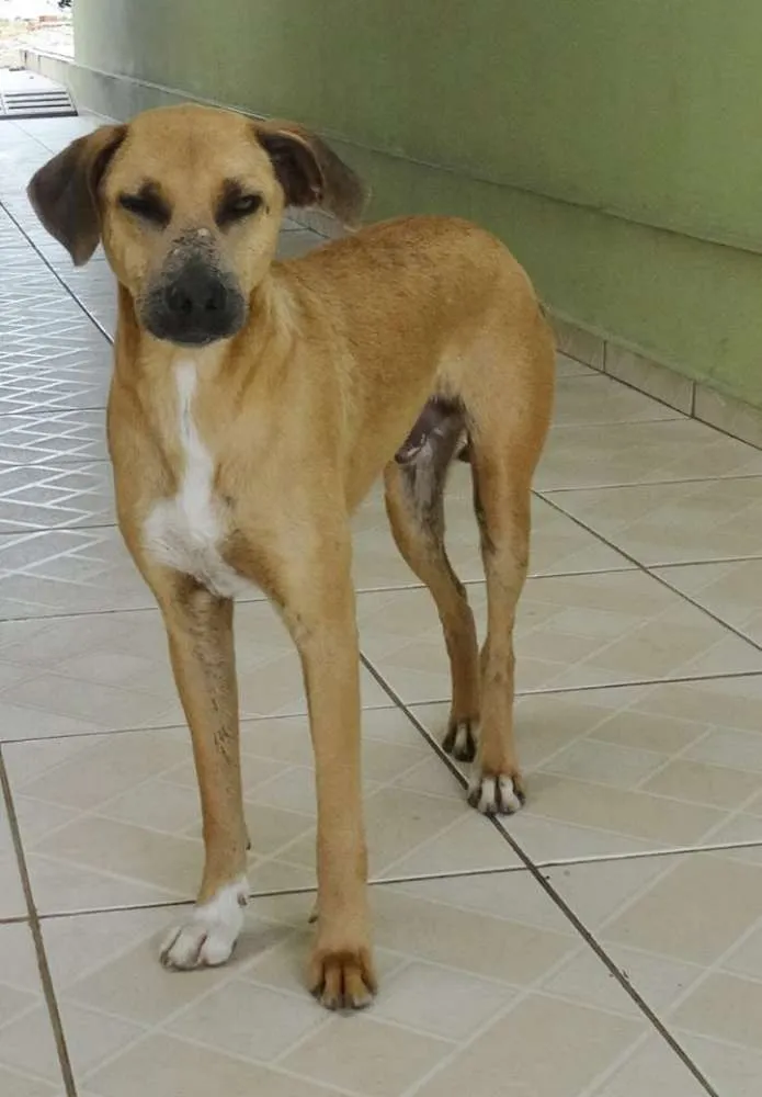 Cachorro ra a SRD idade 2 anos nome Lorenzo