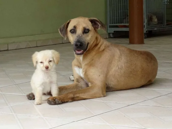 Cachorro ra a SRD idade 2 anos nome Lorenzo