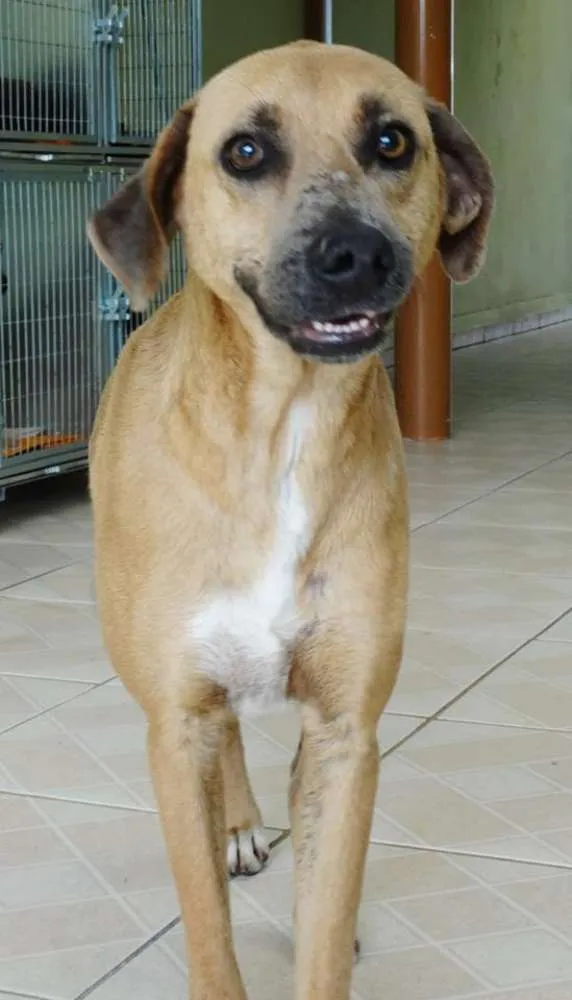 Cachorro ra a SRD idade 2 anos nome Lorenzo