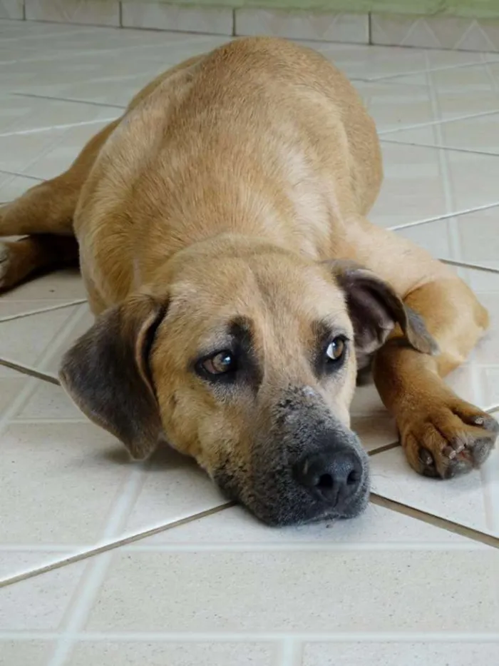 Cachorro ra a SRD idade 2 anos nome Lorenzo