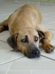Lorenzo