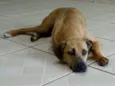 Lorenzo