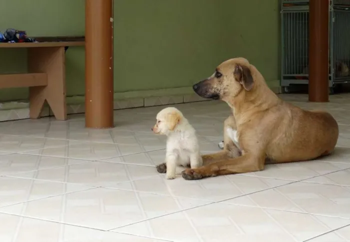 Cachorro ra a SRD idade 2 anos nome Lorenzo