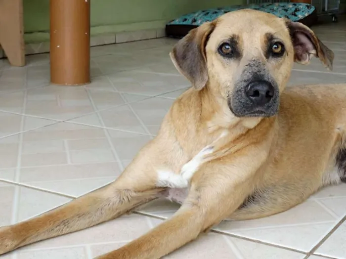 Cachorro ra a SRD idade 2 anos nome Lorenzo