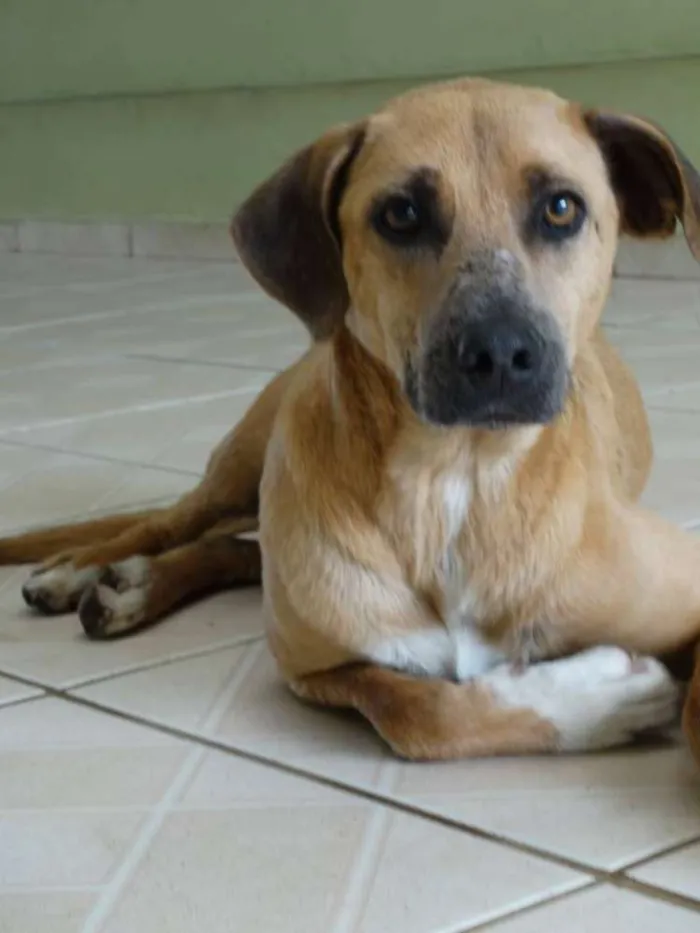Cachorro ra a SRD idade 2 anos nome Lorenzo