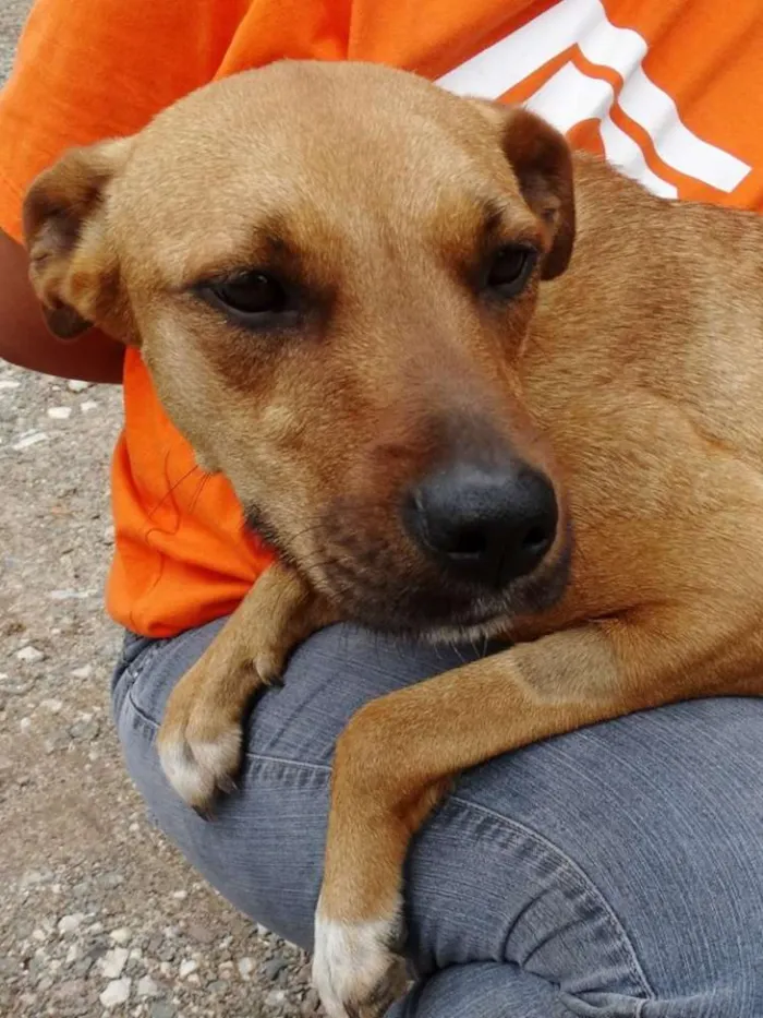 Cachorro ra a SRD idade 1 ano nome Laika