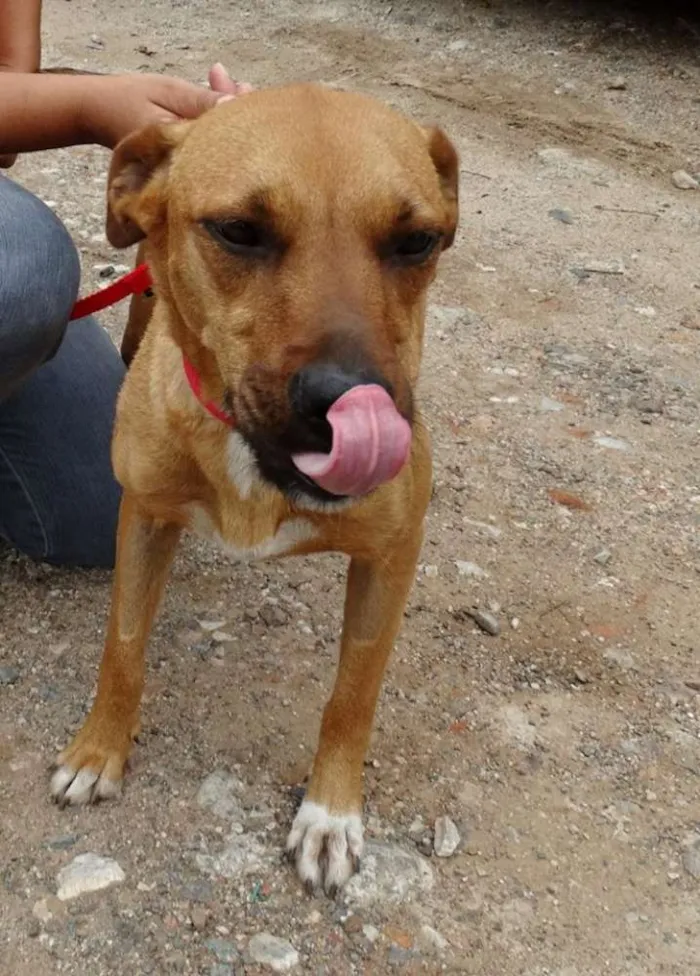 Cachorro ra a SRD idade 1 ano nome Laika