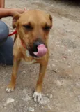 Laika