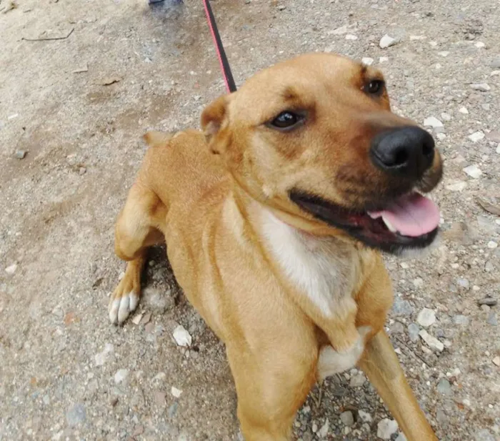 Cachorro ra a SRD idade 1 ano nome Laika