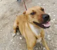 Laika