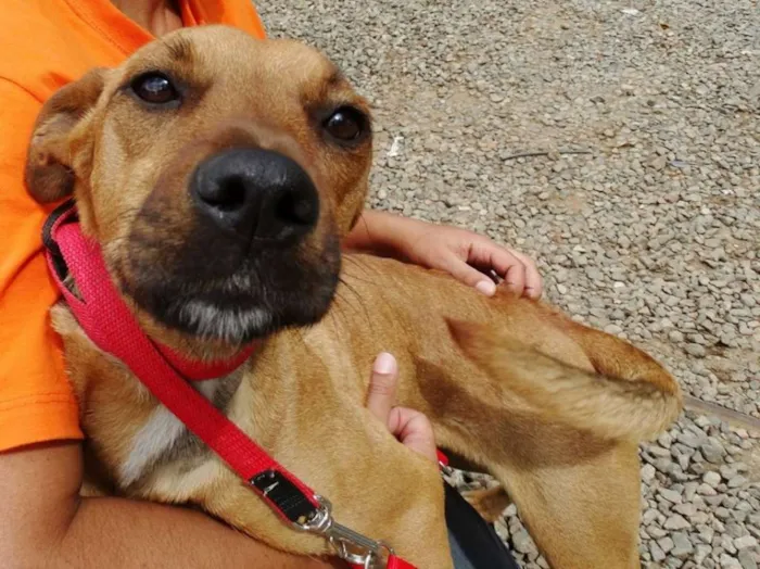 Cachorro ra a SRD idade 1 ano nome Laika