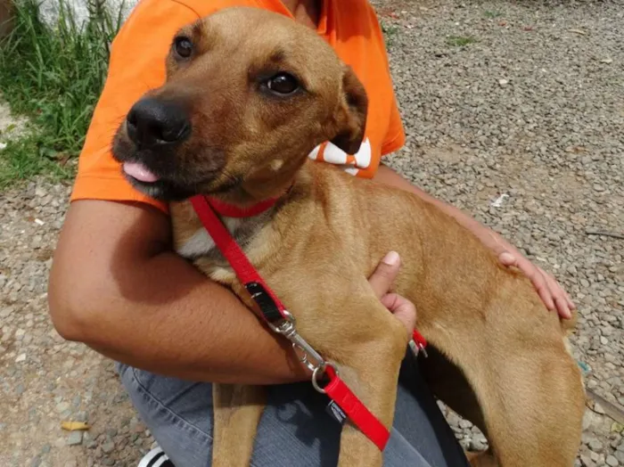 Cachorro ra a SRD idade 1 ano nome Laika