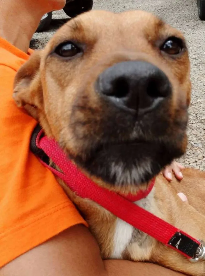 Cachorro ra a SRD idade 1 ano nome Laika