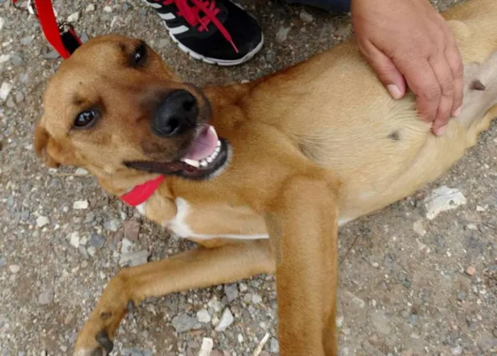 Cachorro ra a SRD idade 1 ano nome Laika
