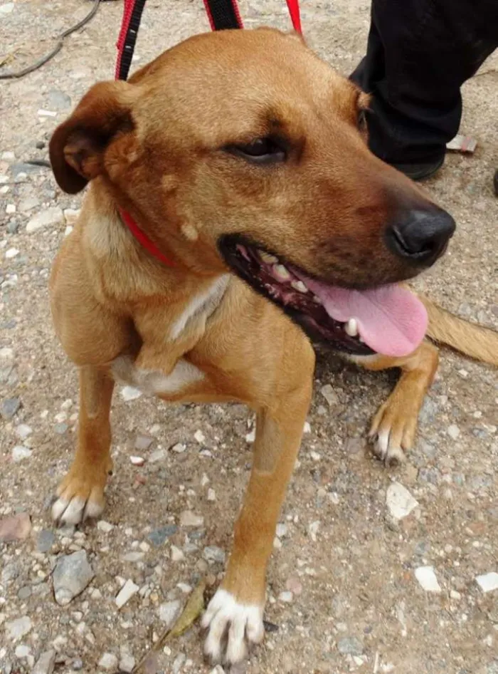 Cachorro ra a SRD idade 1 ano nome Laika