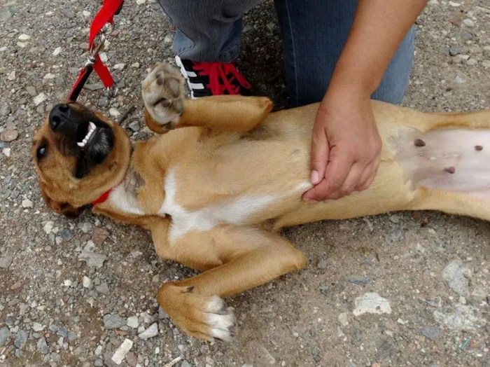 Cachorro ra a SRD idade 1 ano nome Laika