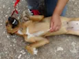 Laika