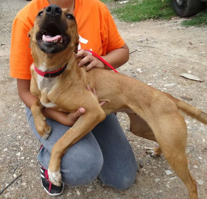 Cachorro ra a SRD idade 1 ano nome Laika