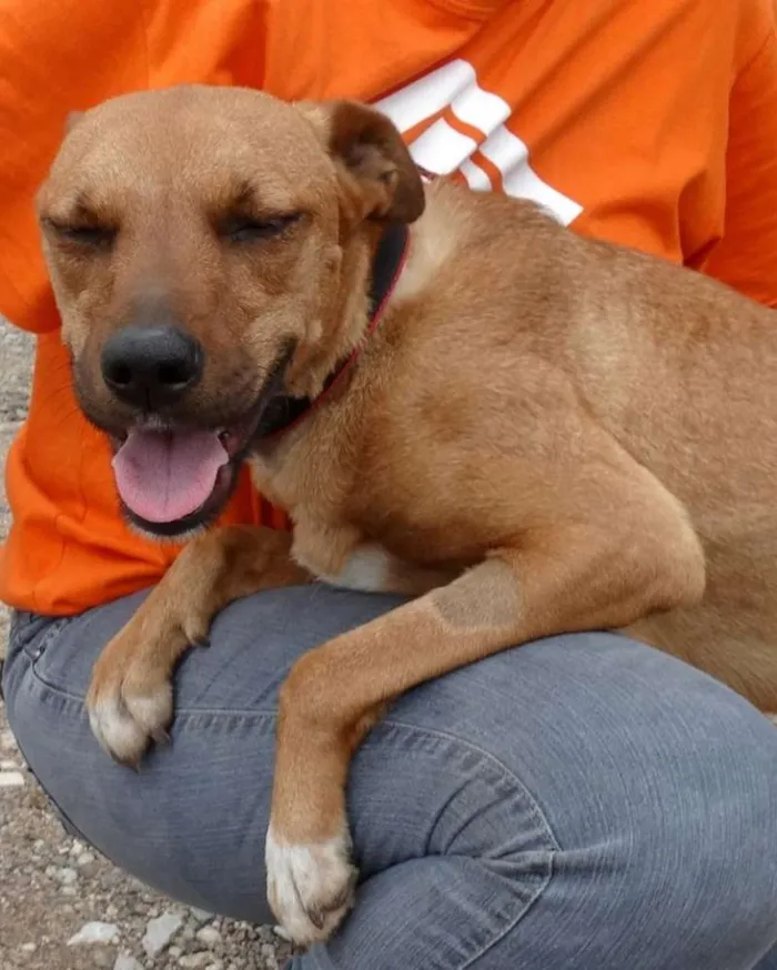 Cachorro ra a SRD idade 1 ano nome Laika
