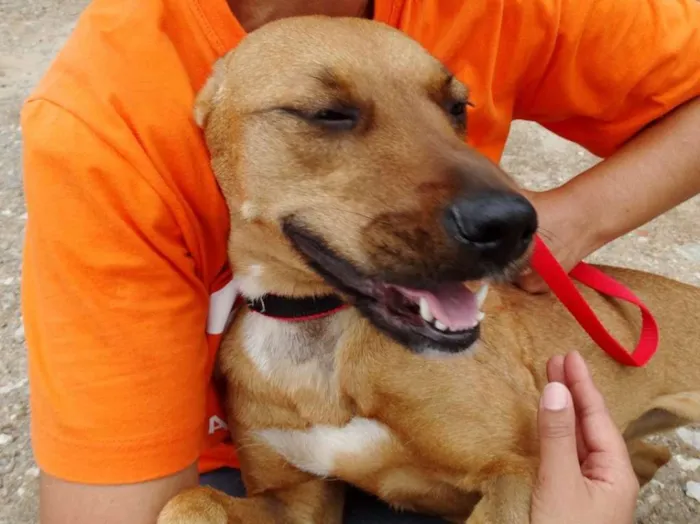 Cachorro ra a SRD idade 1 ano nome Laika