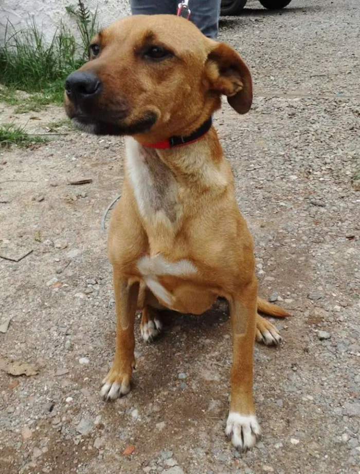 Cachorro ra a SRD idade 1 ano nome Laika