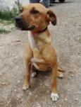 Laika