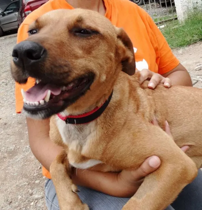 Cachorro ra a SRD idade 1 ano nome Laika