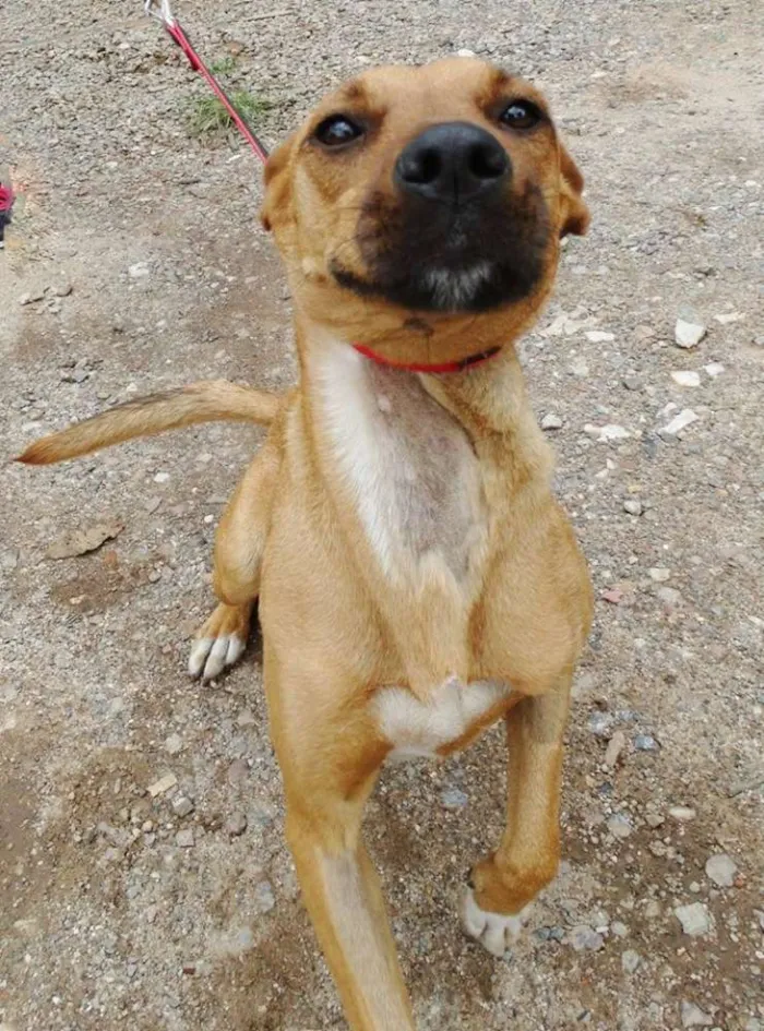Cachorro ra a SRD idade 1 ano nome Laika