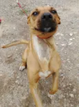 Laika