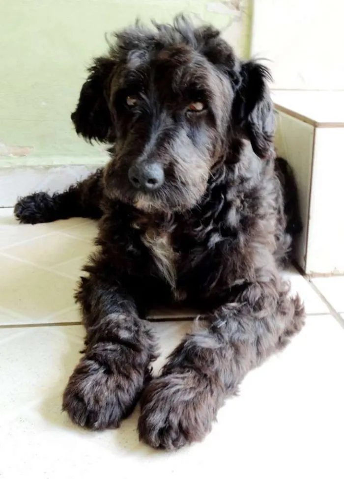 Cachorro ra a SRD idade 2 anos nome Shaw