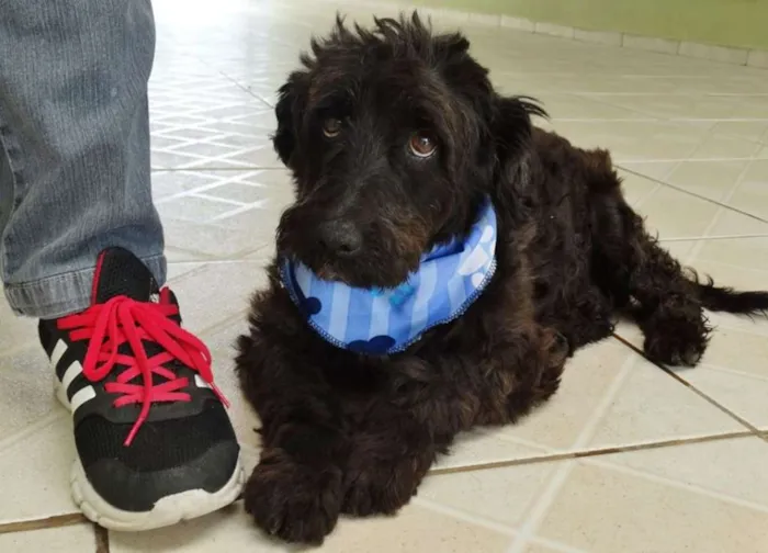 Cachorro ra a SRD idade 2 anos nome Shaw