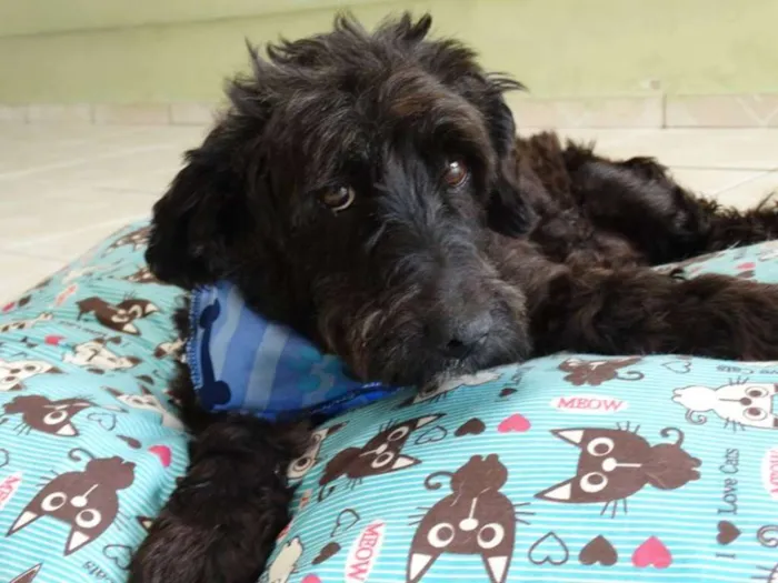 Cachorro ra a SRD idade 2 anos nome Shaw