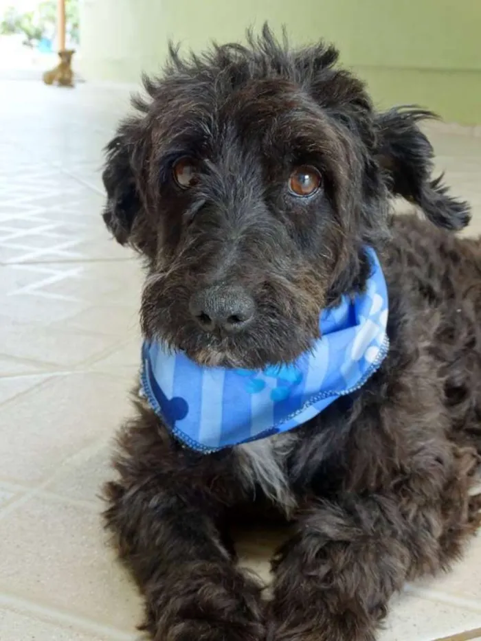 Cachorro ra a SRD idade 2 anos nome Shaw
