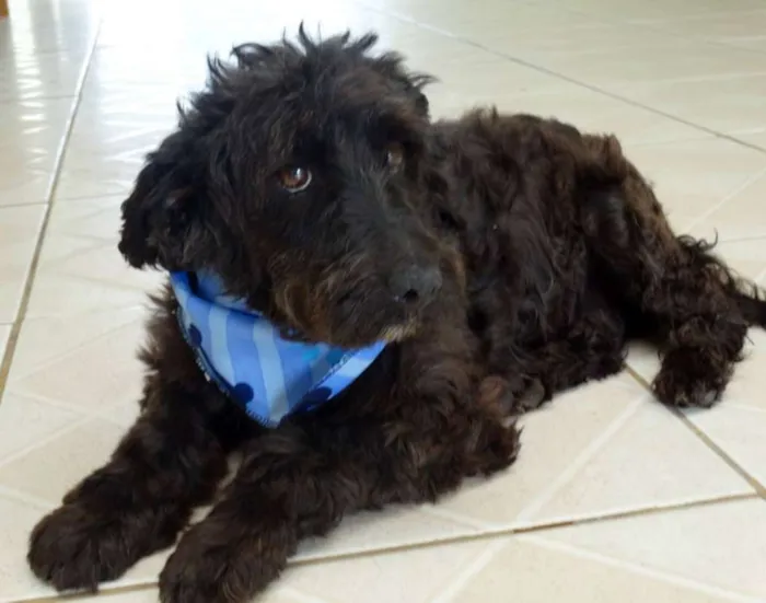 Cachorro ra a SRD idade 2 anos nome Shaw
