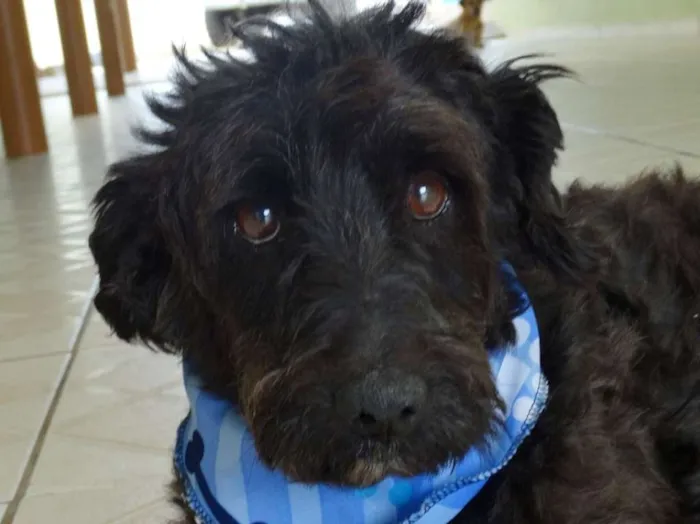 Cachorro ra a SRD idade 2 anos nome Shaw