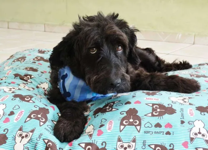 Cachorro ra a SRD idade 2 anos nome Shaw
