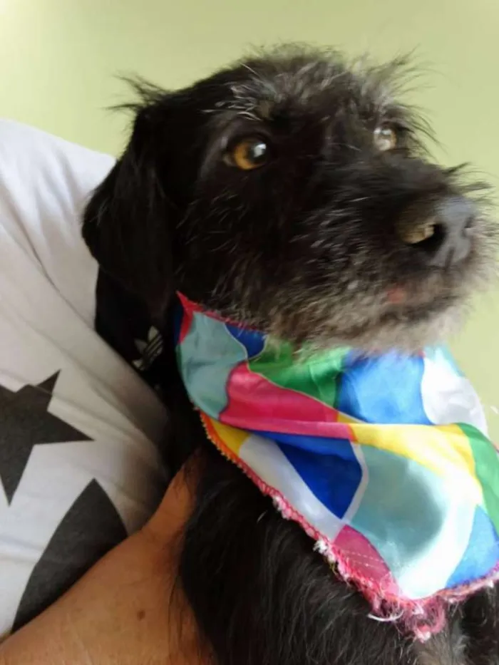 Cachorro ra a SRD idade  nome Sasha