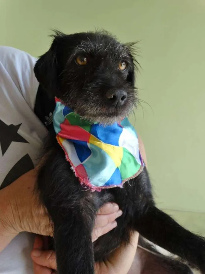 Cachorro ra a SRD idade  nome Sasha