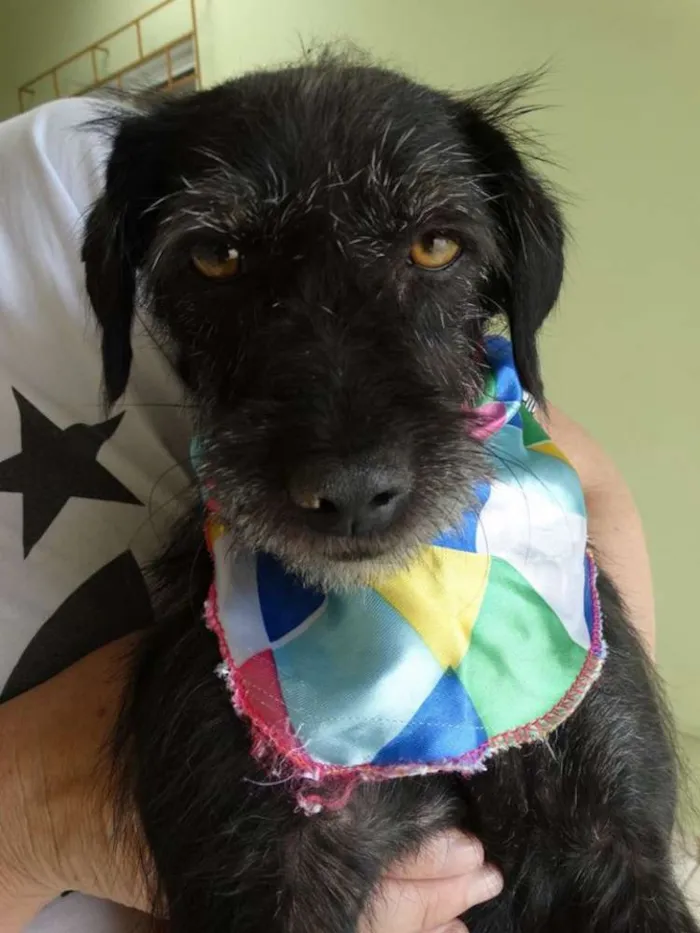 Cachorro ra a SRD idade  nome Sasha