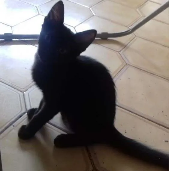 Gato ra a vira - lata idade 2 a 6 meses nome Não possui