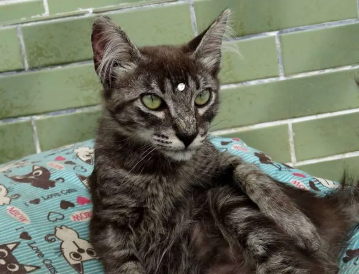 Gato ra a Srd idade 2 a 6 meses nome Avelã
