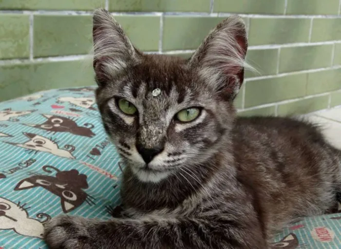 Gato ra a Srd idade 2 a 6 meses nome Avelã