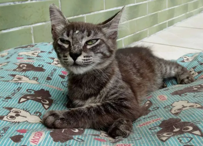 Gato ra a Srd idade 2 a 6 meses nome Avelã