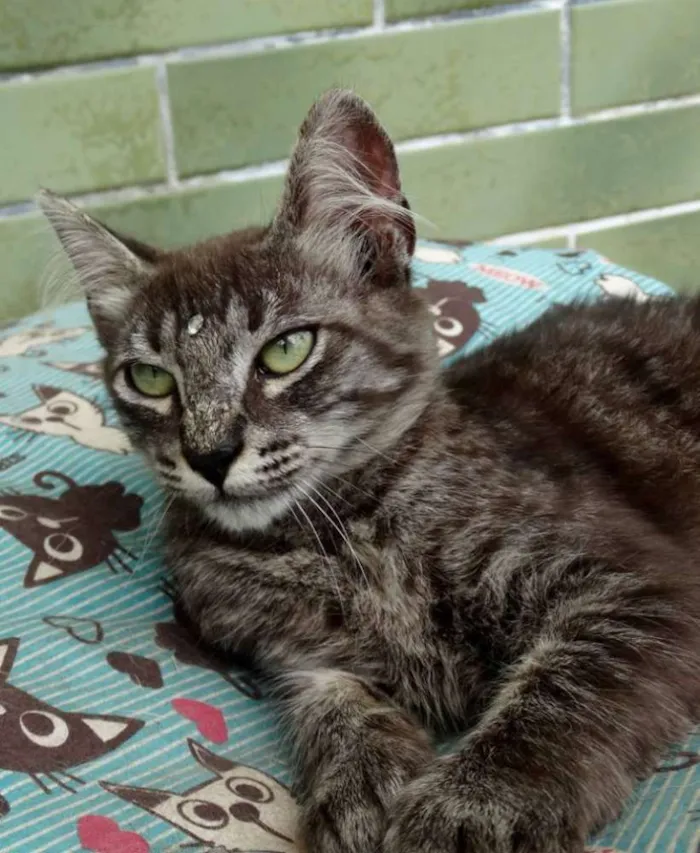 Gato ra a Srd idade 2 a 6 meses nome Avelã