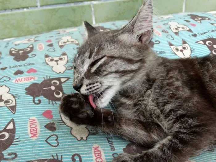 Gato ra a Srd idade 2 a 6 meses nome Avelã