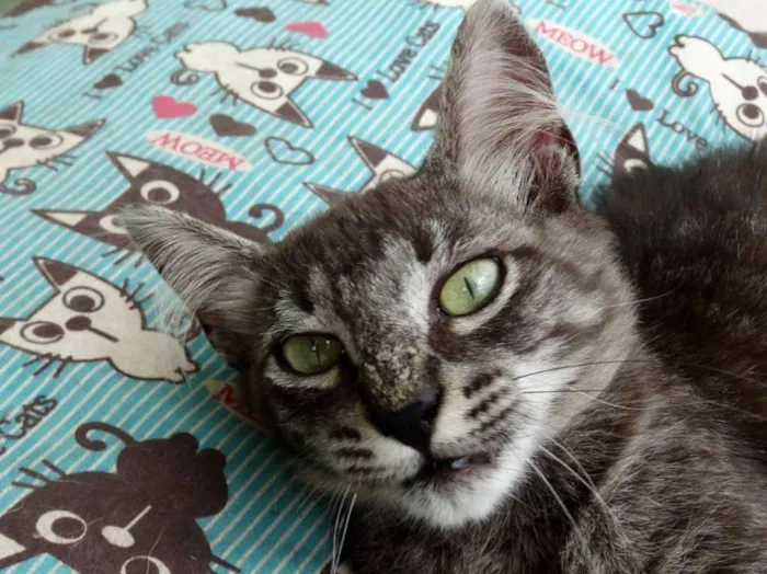 Gato ra a Srd idade 2 a 6 meses nome Avelã