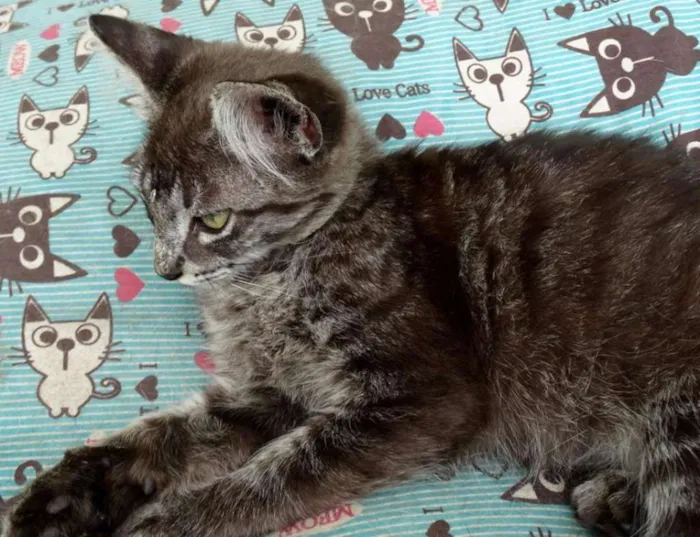 Gato ra a Srd idade 2 a 6 meses nome Avelã