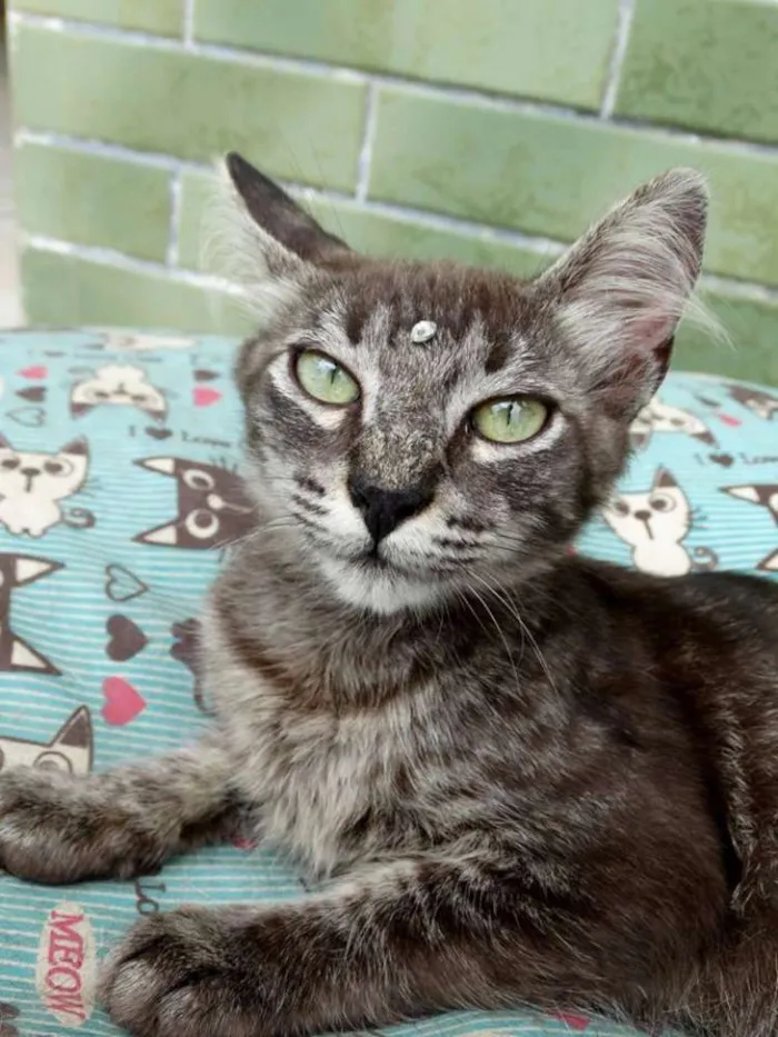 Gato ra a Srd idade 2 a 6 meses nome Avelã