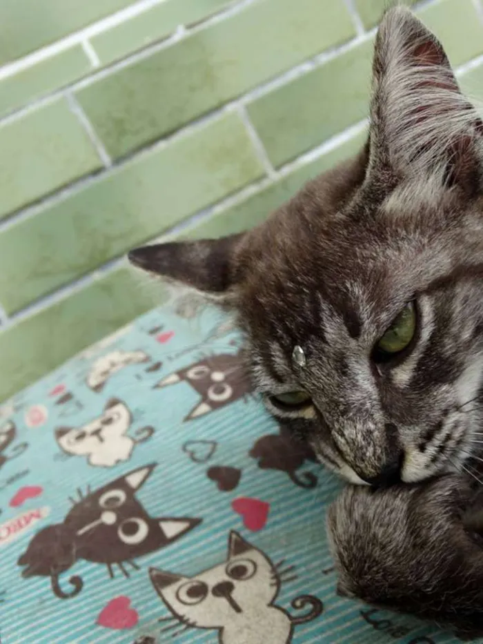 Gato ra a Srd idade 2 a 6 meses nome Avelã